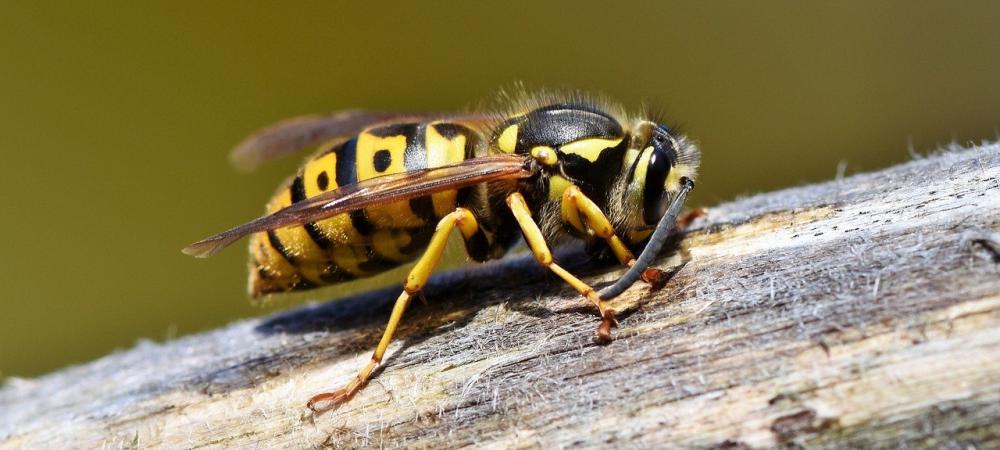 Guide To The Types of Wasps In Texas Identification and